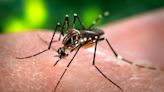 'Wolbachia', la bacteria clave para acabar con el mosquito tigre en España