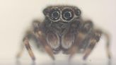 Scientists discover new species of tiny jumping spiders