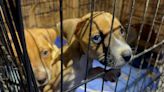 Heartbreaking video sparks major rescue: Nine dogs saved from awful conditions