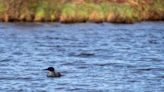 Michigan’s famous loon is still a bachelor this spring