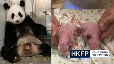 Hong Kong sees birth of first giant panda twins