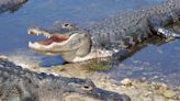 Florida man bitten on face by alligator during lake swim