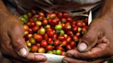 Producción y exportaciones de café aumentaron durante abril