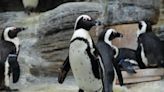 Edinburgh Zoo's Swiftie Penguins Prepare for Taylor Swift Concert by Wearing Friendship Bracelets