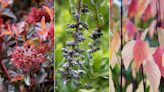 Best fall shrubs for privacy – 10 colorful choices for your backyard