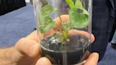 Bioengineered plant cleans air 30x better