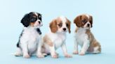 Teaching your puppy to sit? Trainer reveals it's all about engaging the nose, here's why