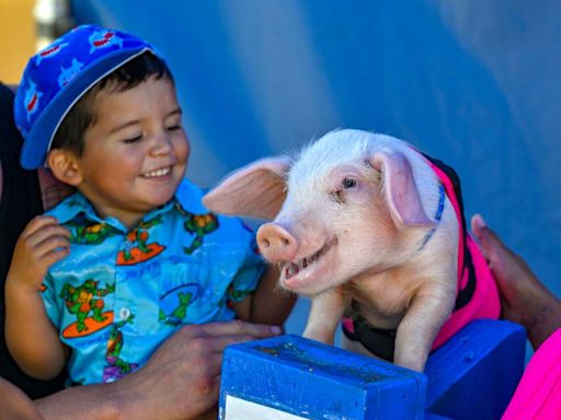 Pig out at the OC Fair on the cuteness of the All-Alaskan Racing Pigs