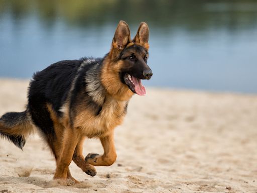 German Shepherds Spring Into Action After Realizing ‘Little Human’ Is Gone From Beach