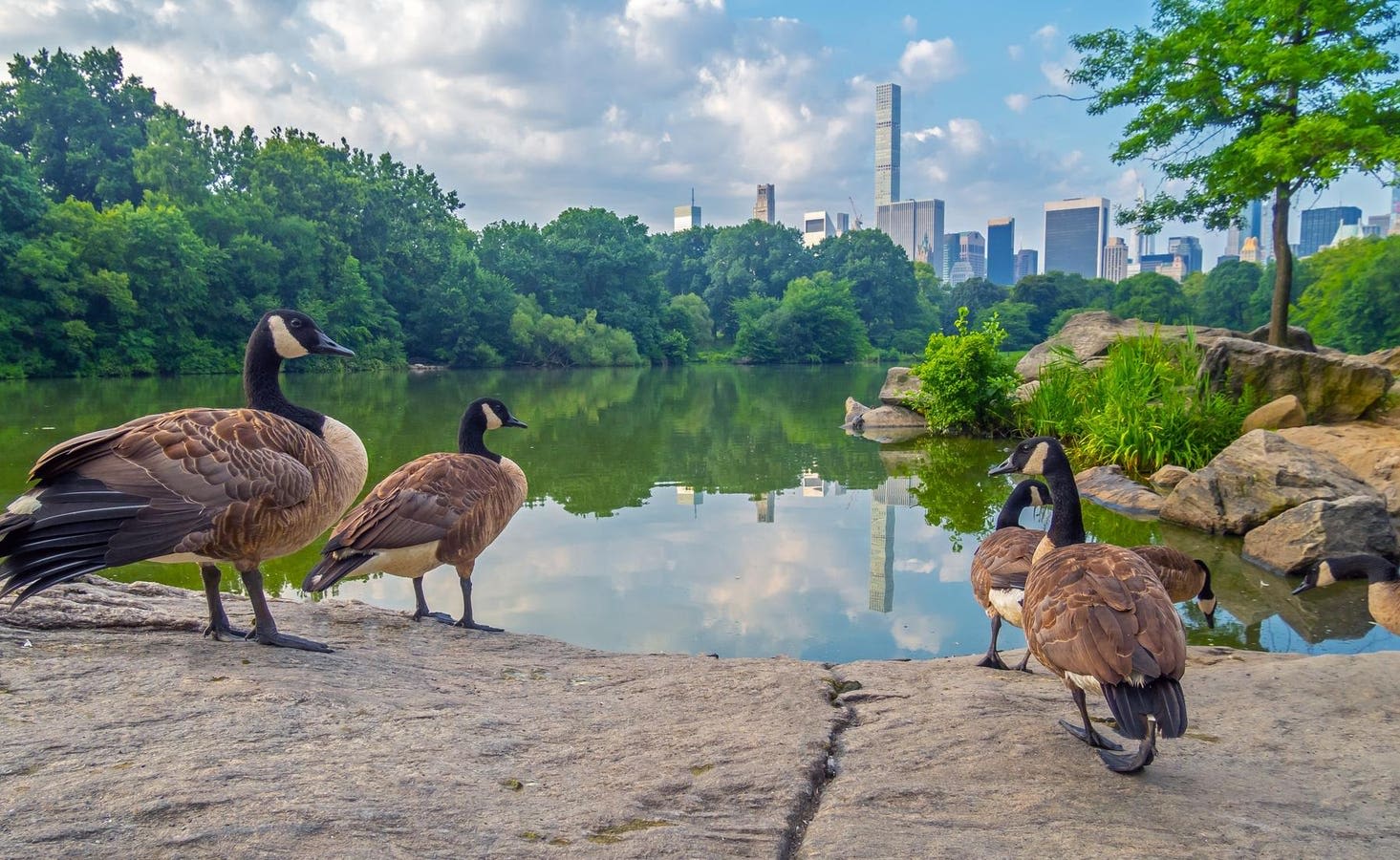 H5N1 Avian Influenza Detected In New York City’s Wild Birds