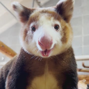 Roger Williams Park Zoo celebrates World Tree Kangaroo Day | ABC6
