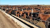 Récord de animales encerrados en los feedlots: influyen el precio del maíz y las tasas de interés