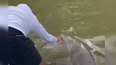 Watch: Shark Drags Fisherman Overboard in Florida Everglades