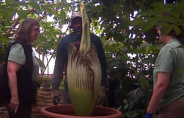 It’s happening! Rare corpse flower is blooming, stinking up Como Park Zoo and Conservatory