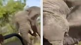 Elefante mata a turista estadounidense durante safari en África