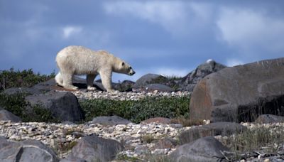 Polar Bears Kill Worker in Remote Radar Site in Canada