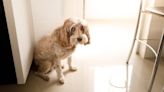 Pelvic Bladder in Dogs: Symptoms, Causes, & Treatments