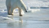 Polar bear fur tags could shed more light on how certain species groups behave