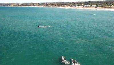 Video: así paseaban tres ballenas a pocos metros de la costa de Mar del Plata