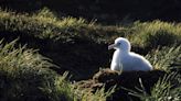 A Warming Island's Mice Are Breeding Out Of Control And Eating Seabirds