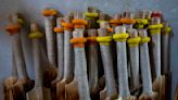 AP PHOTOS: Fewer willows worry Kashmir’s cricket bat makers