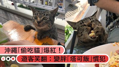 沖繩「偷吃貓」爆紅！遊客笑翻：變胖「塔可飯」慣犯！