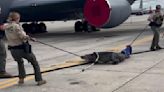 Video shows Florida authorities wrangling huge alligator at Air Force base