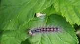 The Gypsy Moth Has a New Name, Could Do More Damage This Year