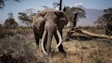 "No es broma”: por qué Botsuana amenaza con enviar 20.000 elefantes a Alemania