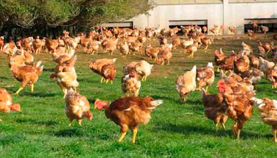 Produção de frango e ovo caipira ganha espaço no Vale do Ivaí | TNOnline