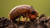 A strange fungus could transform emerging cicadas into ‘saltshakers of death,’ scientists say