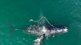 Surviving fishing gear entanglement isn’t enough for endangered right whales – females still don’t breed afterward