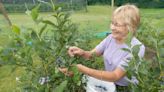 Here's where to pick blueberries, strawberries in the Canton region