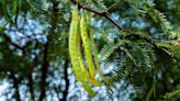 Arizona local spearheads initiative to mitigate heat and hunger with 'food forest' project: 'It's definitely growing in popularity'