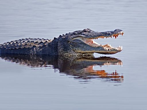 Video of Hundreds of Gators Swarming in Georgia Swamp Is Making Everybody Uneasy
