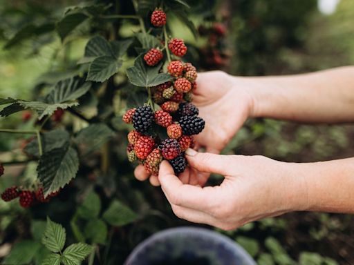 Comment bien choisir les fruits rouges ?