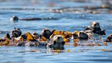 Stewards of the kelp forests: New research reveals how sea otters dramatically influence the climate