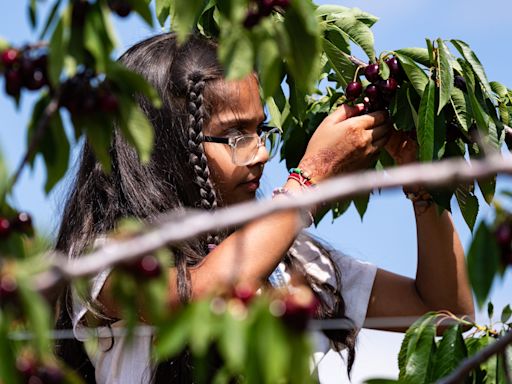 It's time to pick your own cherries in Door County. Here's how the cherries are this year