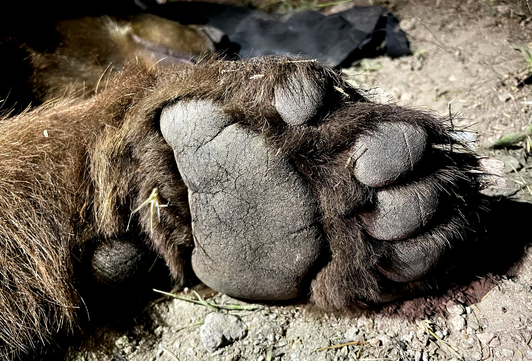 A Bear Killed and Ate an Elderly Woman in Her Home. It's the First Fatal Black Bear Attack in California's History