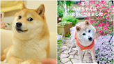 快訊／全球柴犬迷因始祖「Doge」過世！ 去年剛過18歲生日