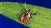 Tick season has arrived with a vengeance. Protect yourself with these tips