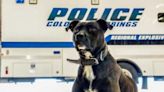 Colorado Springs police mourning loss of retired explosives K-9