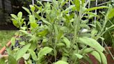 Perennials herbs are easy to grow, can stretch cooks’ budget