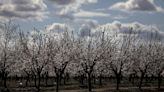 After years of rapid growth, California's almond industry struggles amid low prices