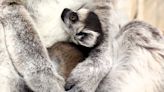 Potter Park Zoo in Lansing welcomes ring-tailed lemur pup