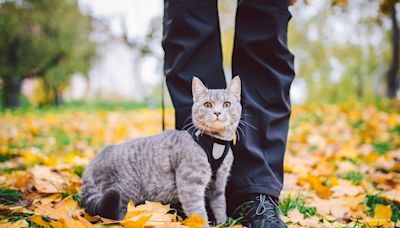 Cat and Dog Who Seem to Have 'Swapped Souls' Are Too Cute to Resist