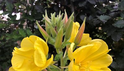 Casual Gardener: Enchanted evening primrose