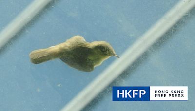 Over 280 birds killed in collisions with glass windows in Hong Kong between 2022 and 2023 – study