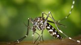 Dengue fever confirmed in Florida Keys as US on watch for rise in mosquito illness