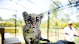 Meet Peach, the clouded leopard. The future of a species may rest on her and her siblings.